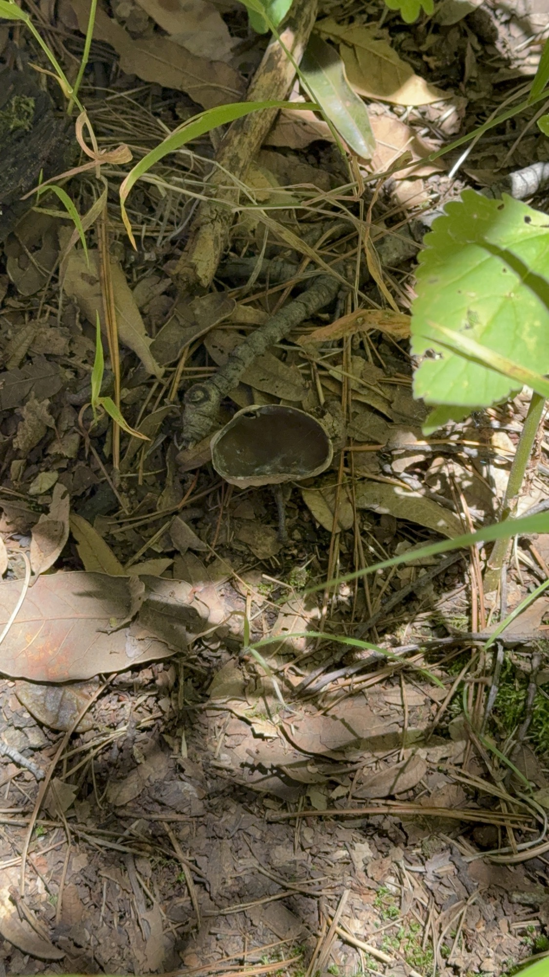 Hongo comestible en los bosques de Hidalgo, México 