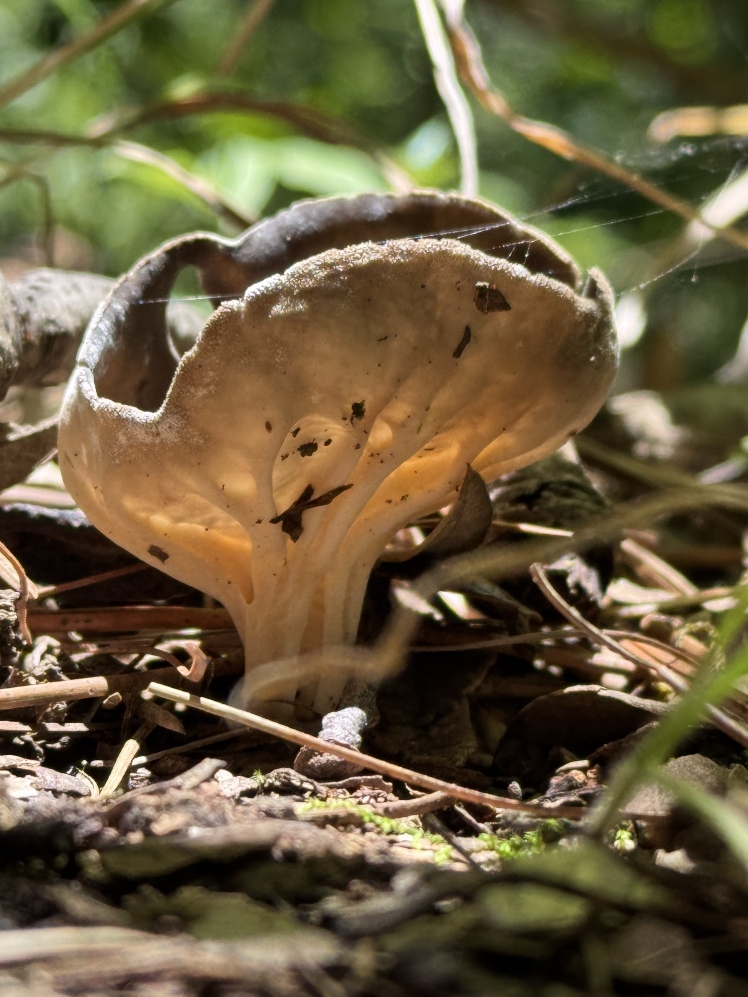 Hongo orejita en los bosques de Hidalgo, México 