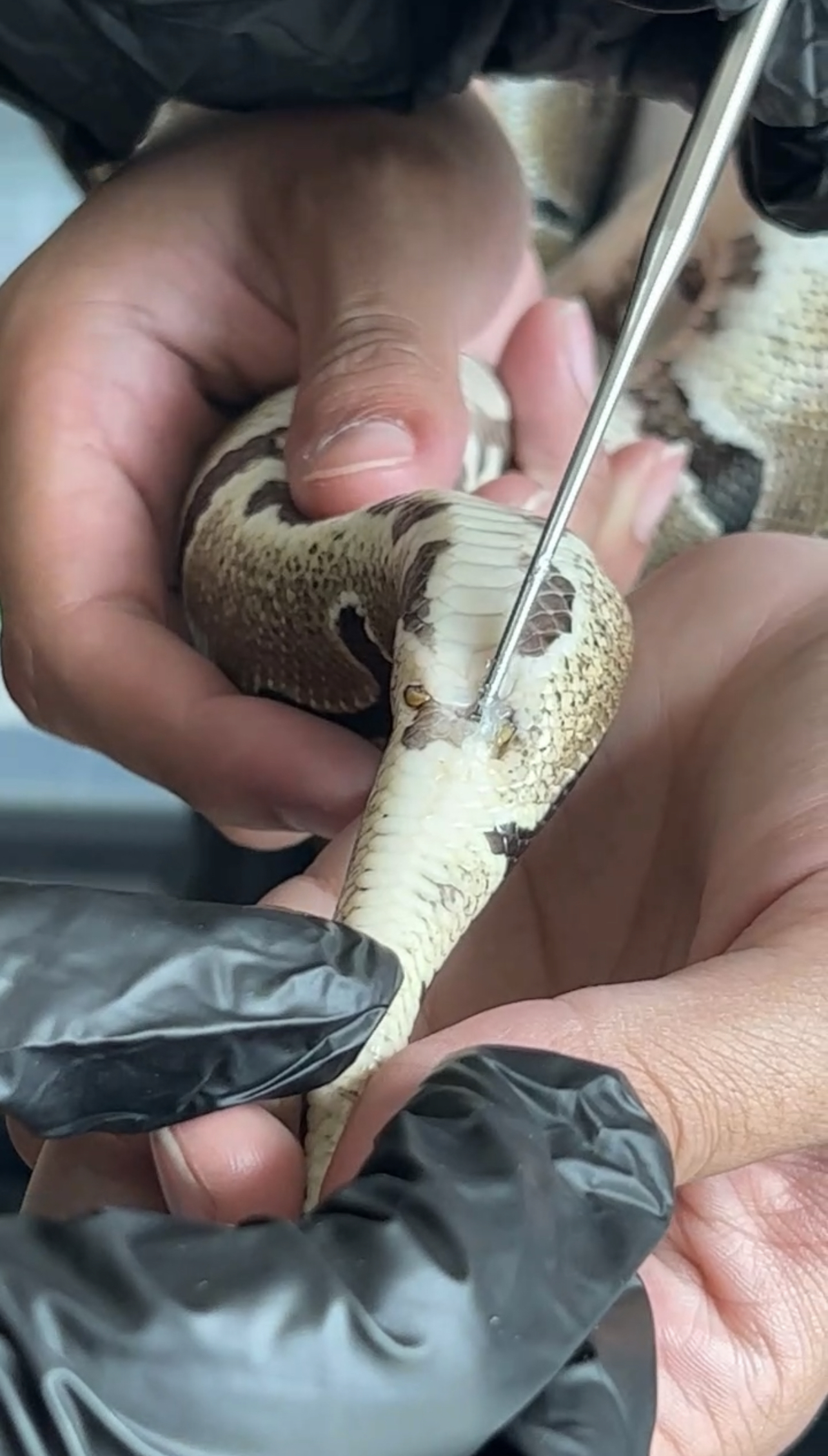 Sexado de piton bola